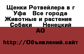 Щенки Ротвейлера в г.Уфа - Все города Животные и растения » Собаки   . Ненецкий АО